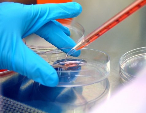 A scientist dropping liquid into a petri dish