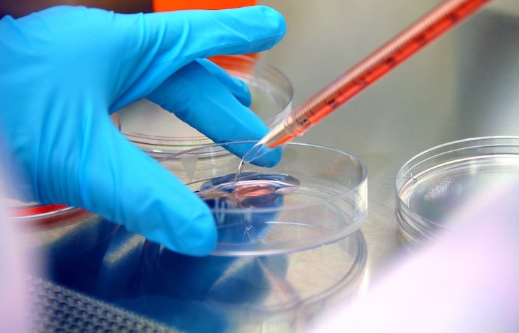A scientist dropping liquid into a petri dish