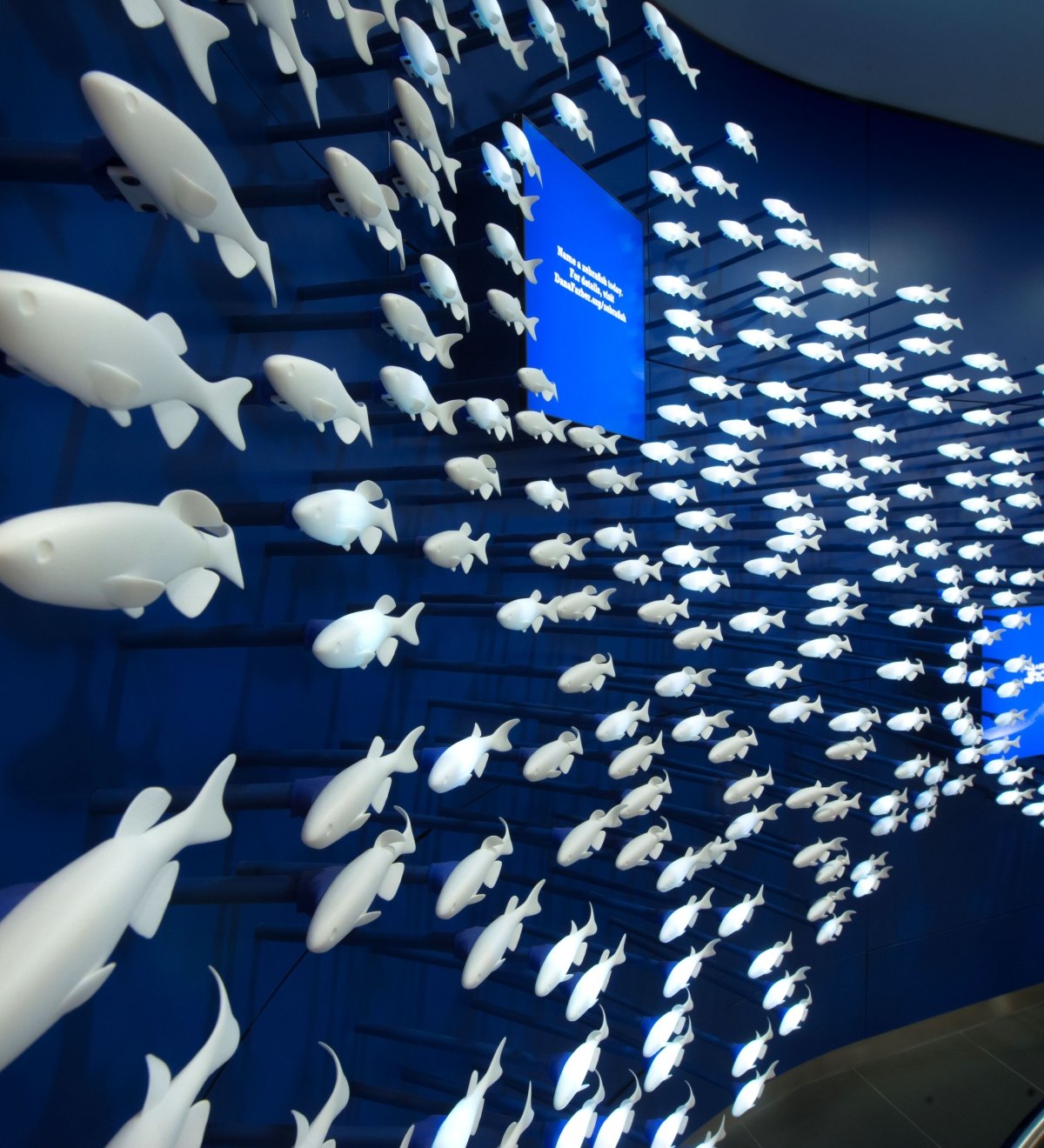 The Zebrafish Display at Dana-Farber